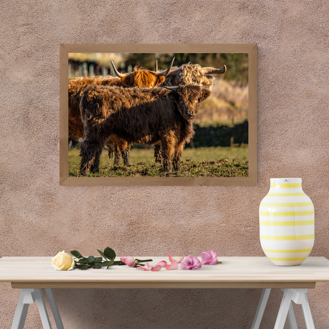Three Highland Cattle Rustic print.