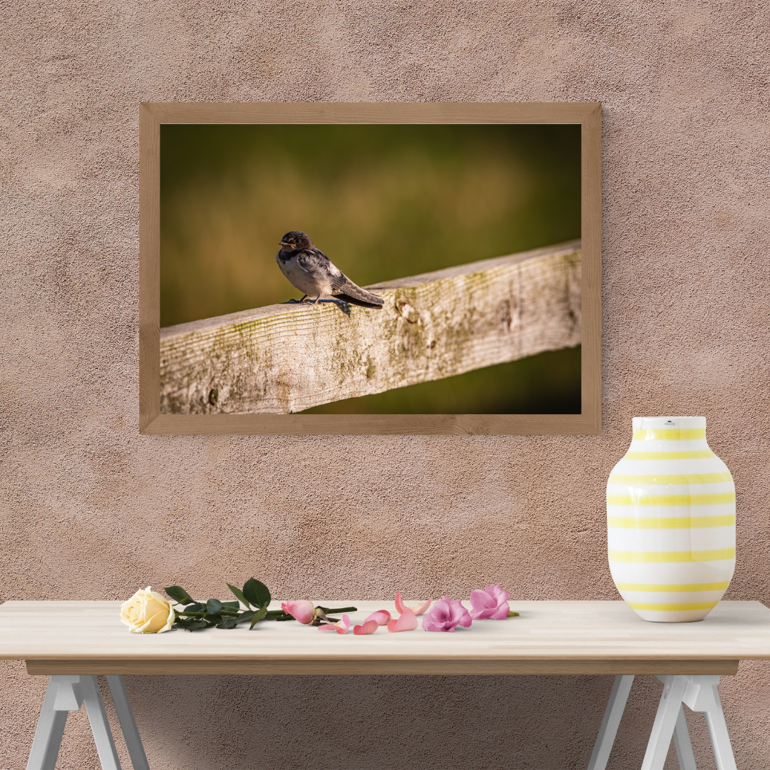 Barn Swallow Photography Print – Countryside Wildlife Wall Art, Nature Photography for Bird Lovers