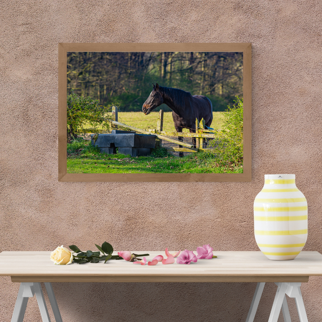 Curious Horse Over the Fence – Equine Wall Art Print