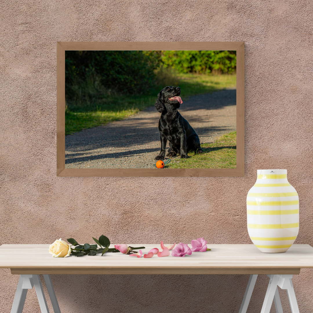 Springer Spaniel Wall Art Print – Dog Photography for Home Décor