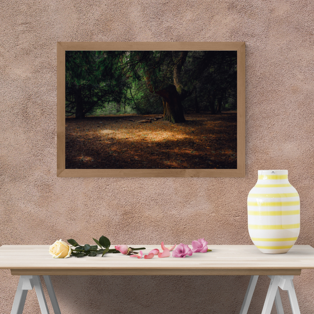 Ancient Woodland Tree Print – Mystical Forest Nature Photography Wall Art