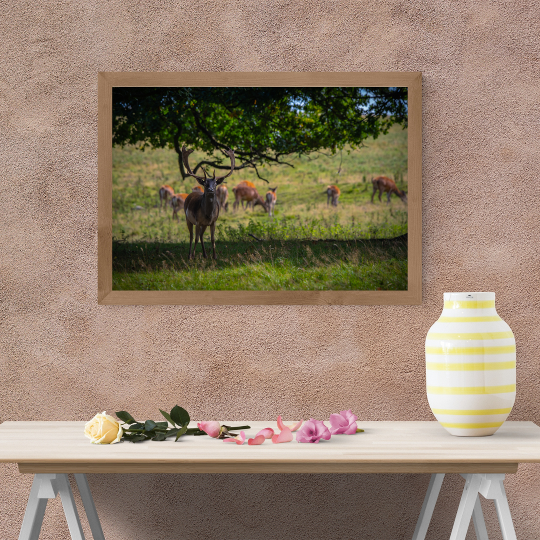 The Watchful Stag – Woodland Deer Photography Print
