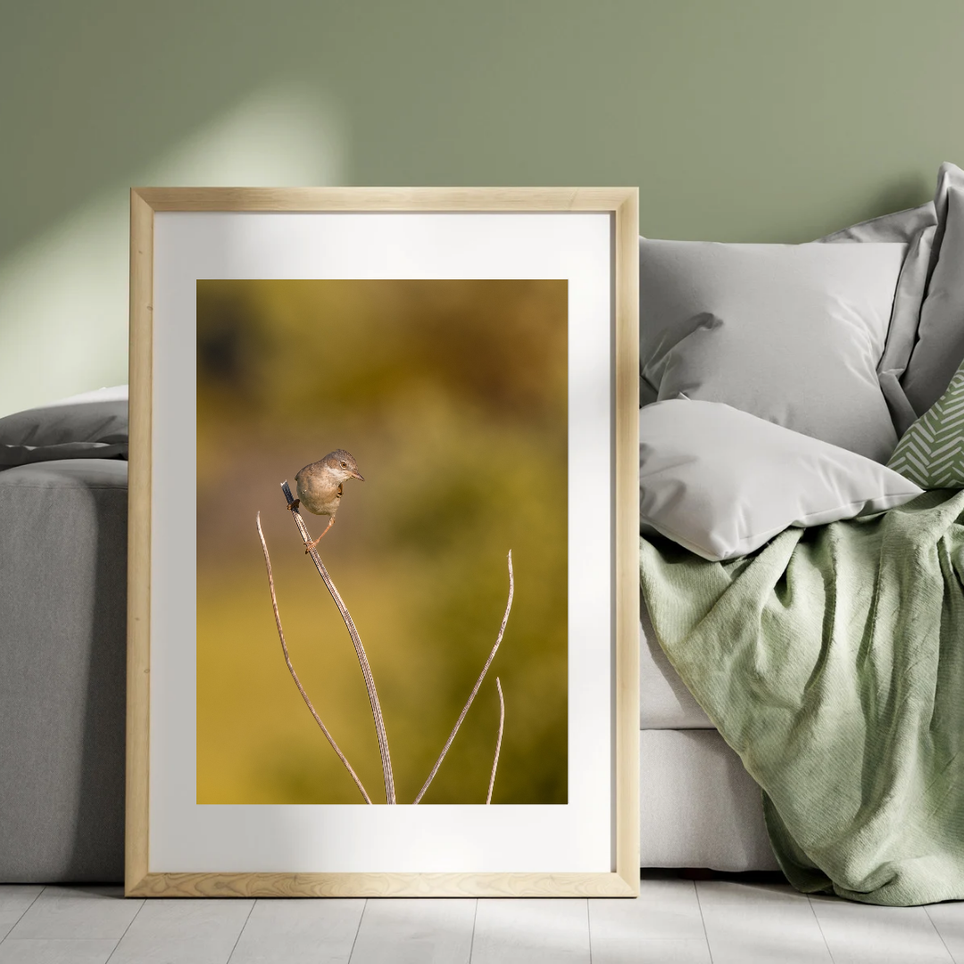 Striking White throat in Golden Morning Mist – Nature Print
(Portrait)