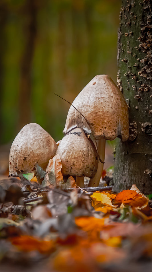 Mushroom - FREE Digital Download / I phone / Android - Screensaver.