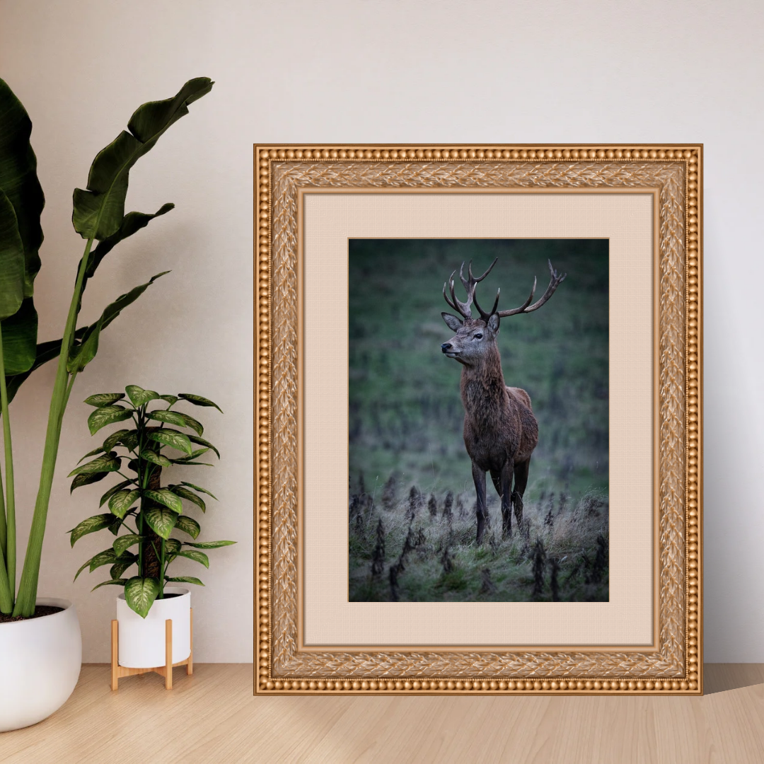 "Majesty in the Mist – Red Stag Fine Art Print"