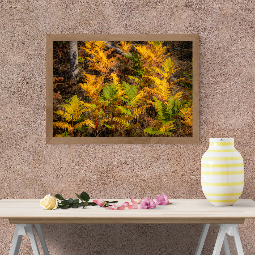 Tranquil Summer meets Autumn Green and Yellow Woodland Path fern – Nature Photography for Calm and Mindfulness.