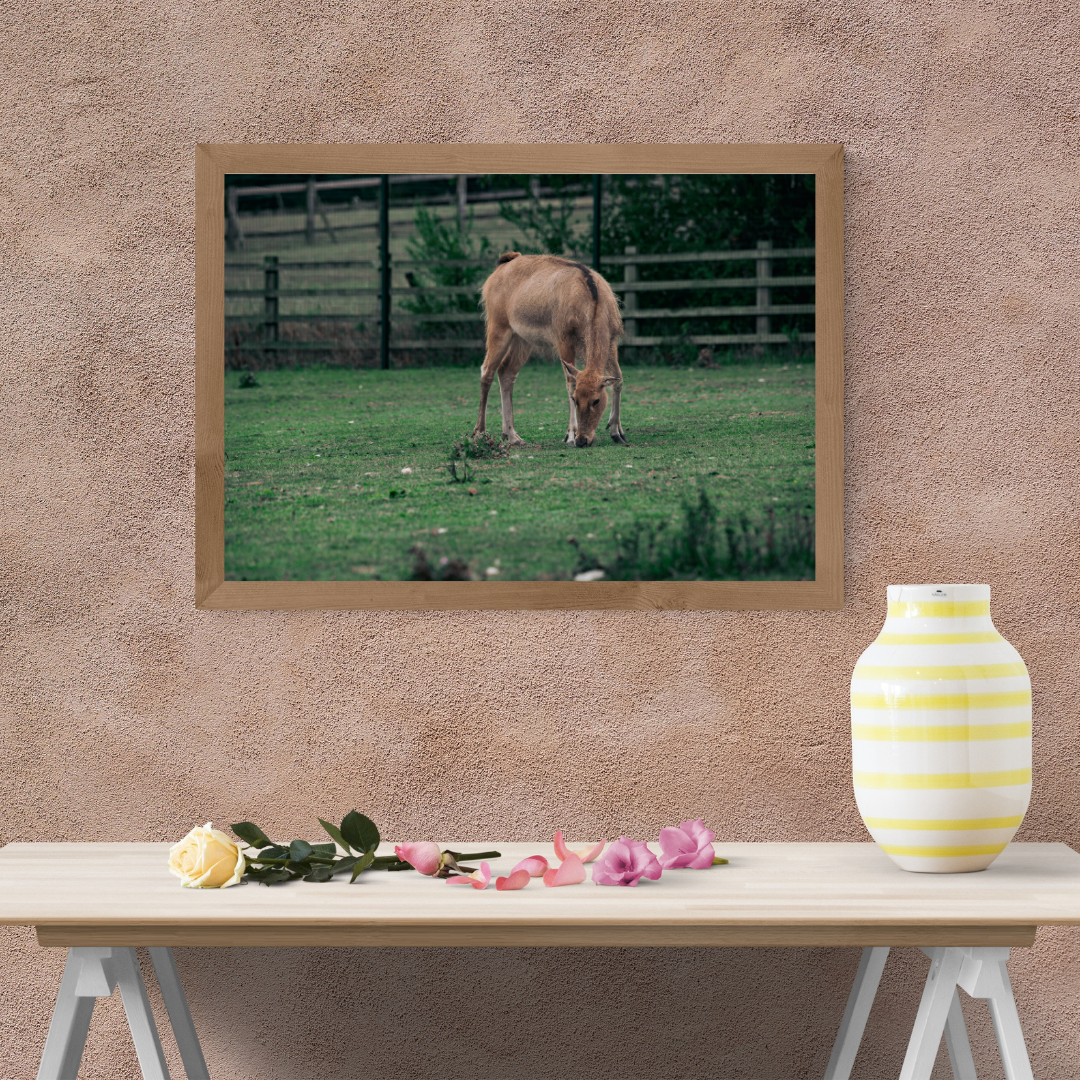 Majestic David’s Deer Wildlife Photography Print.