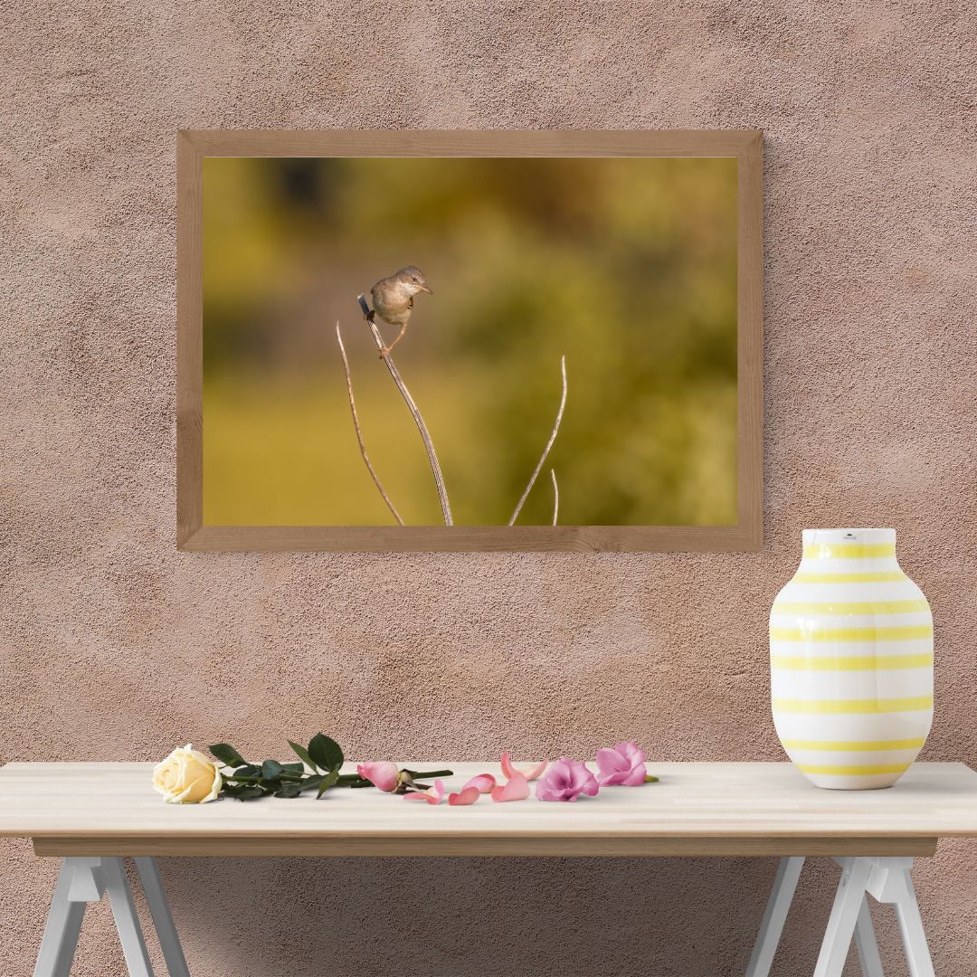 Striking White throat in Golden Morning Mist – Nature Print
(Landscape)
