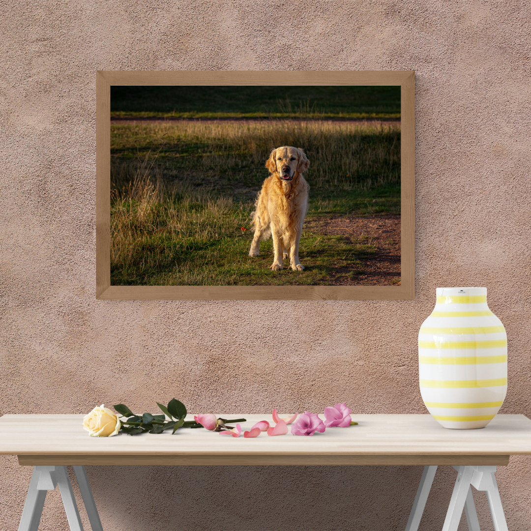 Striking Golden Retriever Wall Art Print – Dog Lovers Home Décor
