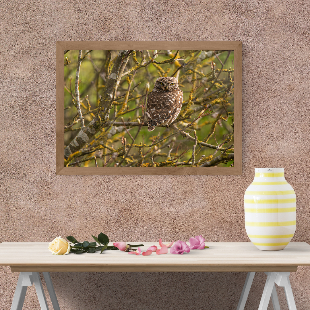 "Striking Little Owl Print – Woodland Wildlife Wall Art"