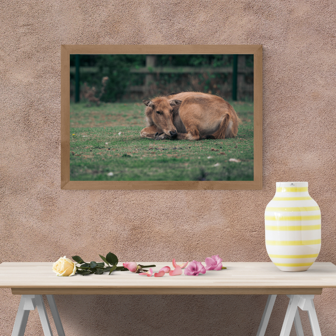 Majestic David’s Deer Wildlife Photography Print.