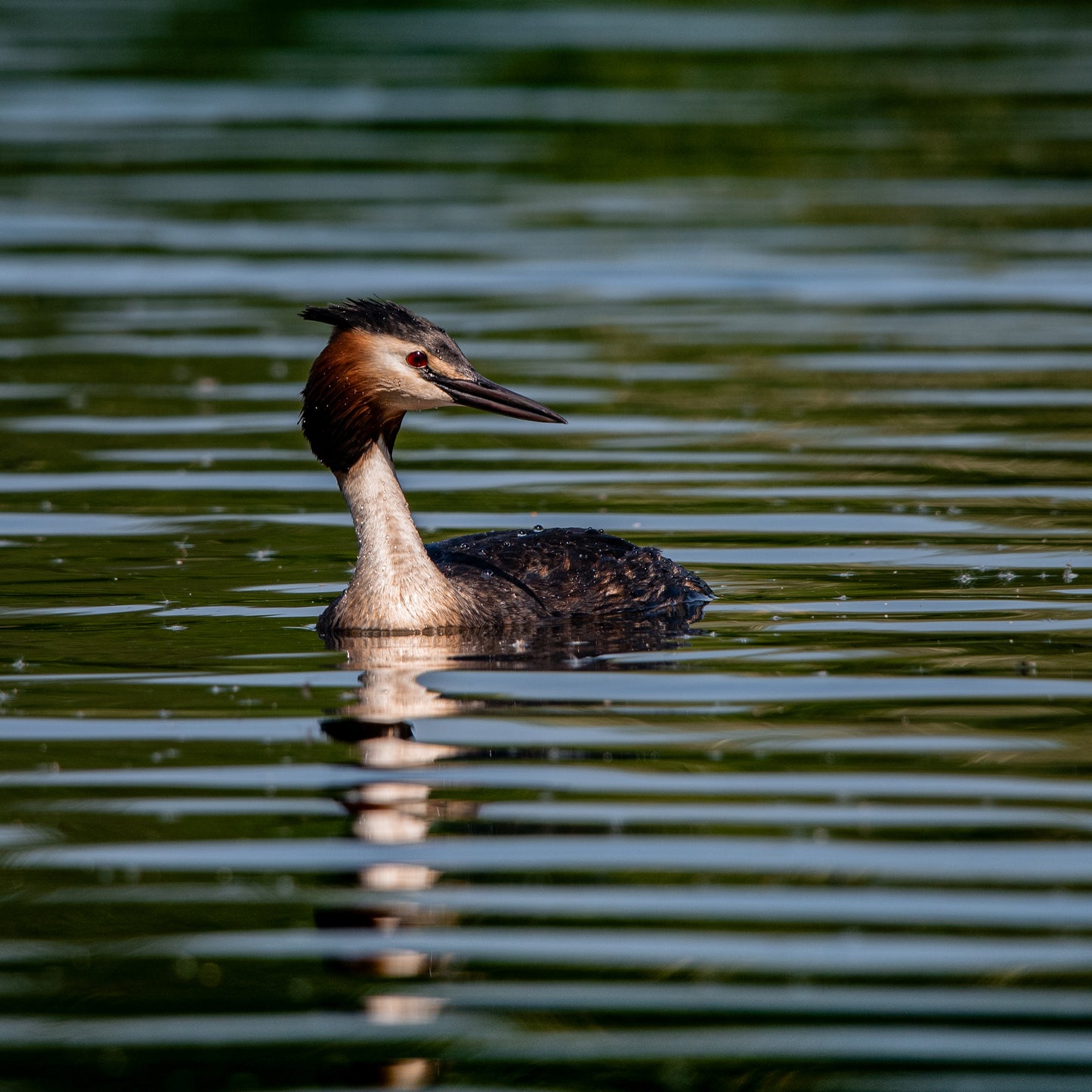 Crested Grebe portrait.