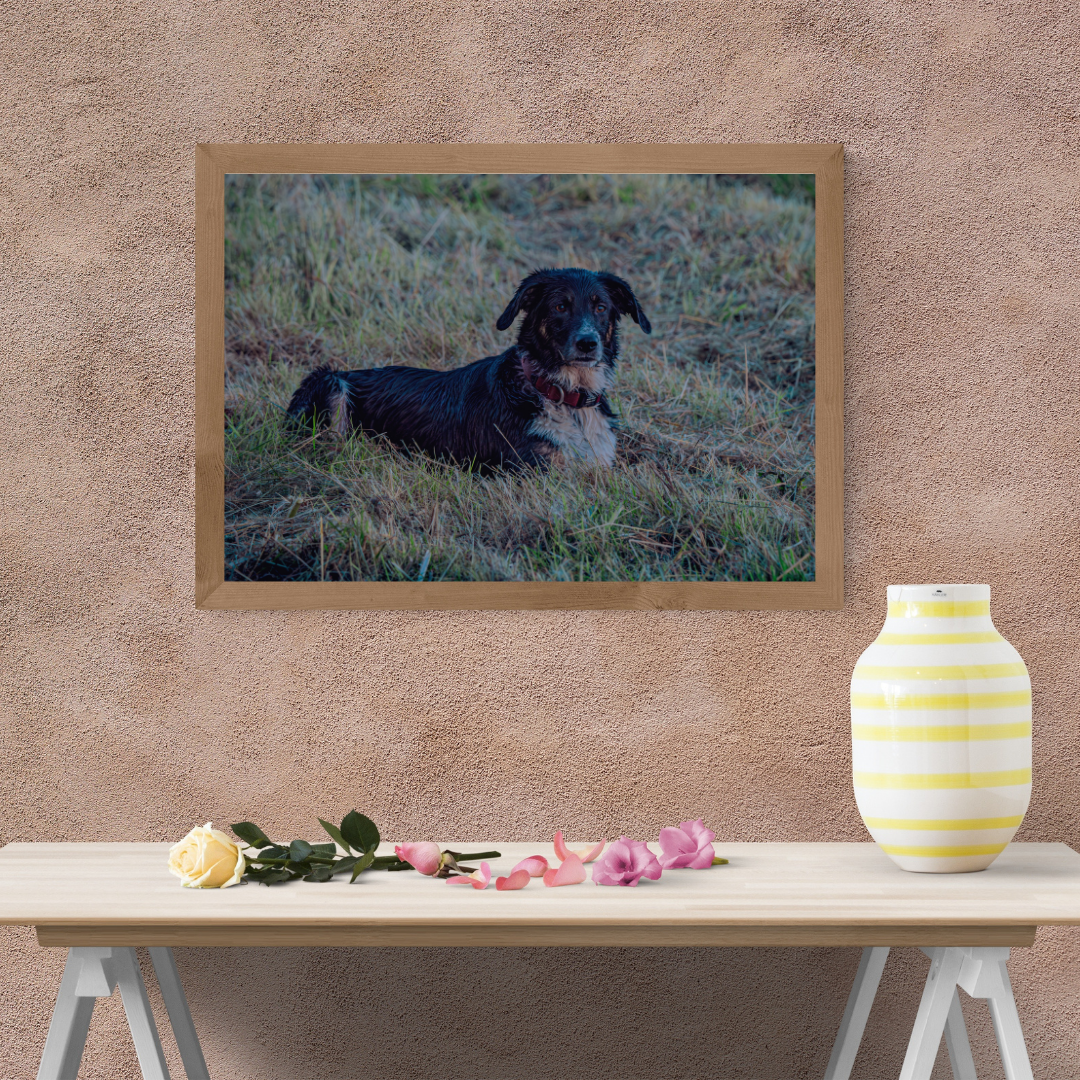 Border Collie Resting in the Grass – Tranquil Countryside Moment