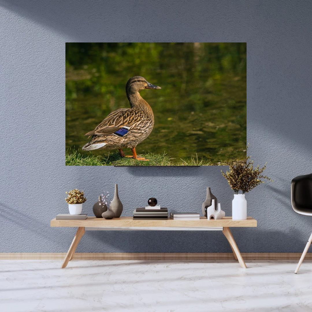 "Still Waters – Female Mallard Duck at the Edge"