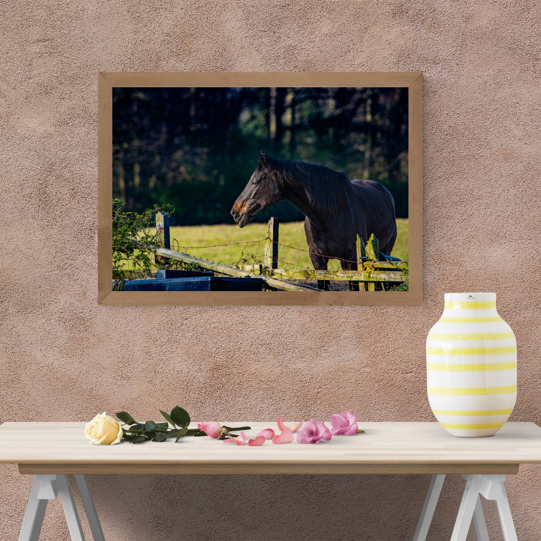 Curious Horse Over the Fence – Equine Wall Art Print