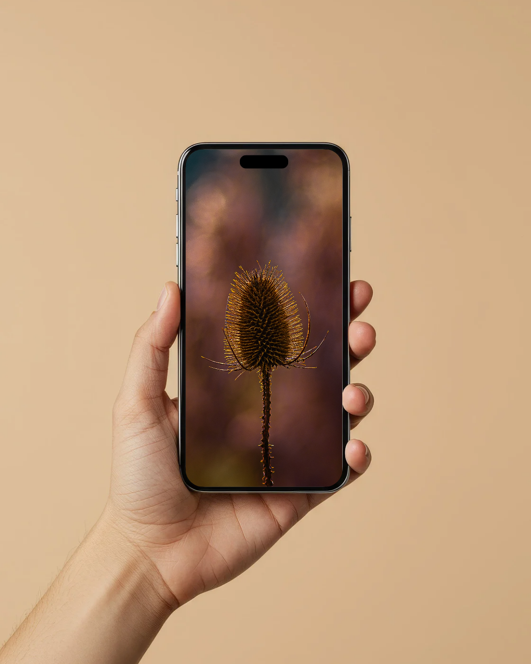 Winter Thistle - FREE Digital Download / I phone / Android - Screensaver.