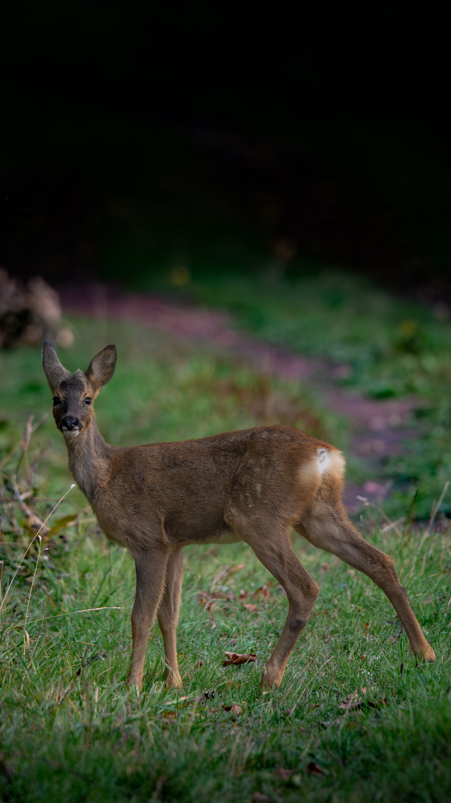 Roe deer - FREE Digital Download / I phone / Android - Screensaver.