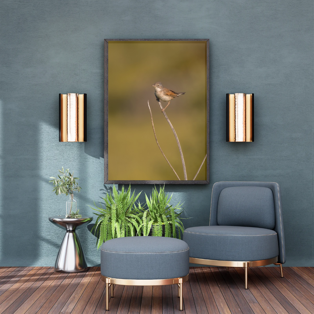 Striking White throat in Golden Morning Mist – Nature Print
(Portrait)