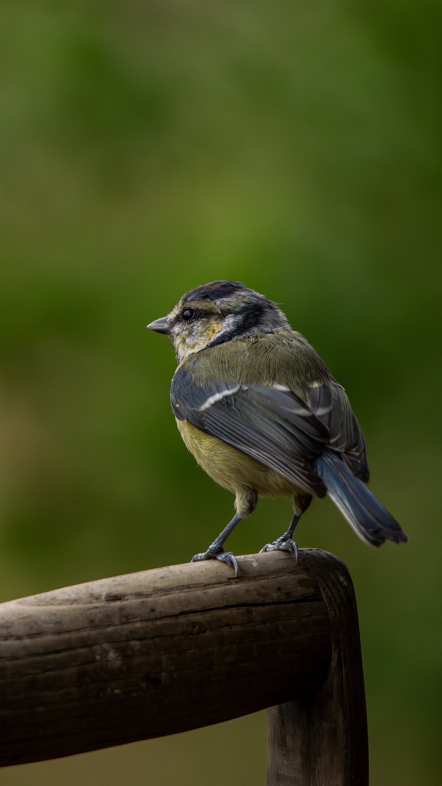 Blue Tit Bird - FREE Digital Download / I phone / Android - Screensaver.