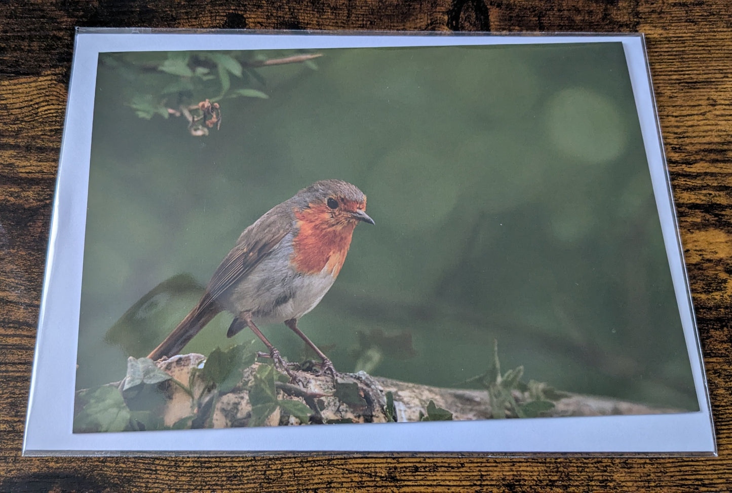 Robin,Greeting card.