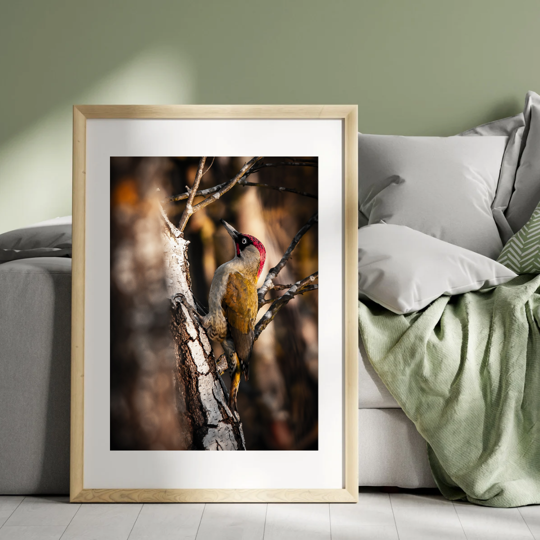 "Vibrant Green Woodpecker – British Woodland Wildlife Print"