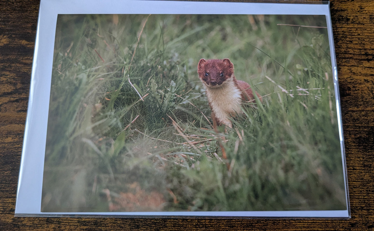 Stoat,Greeting card.