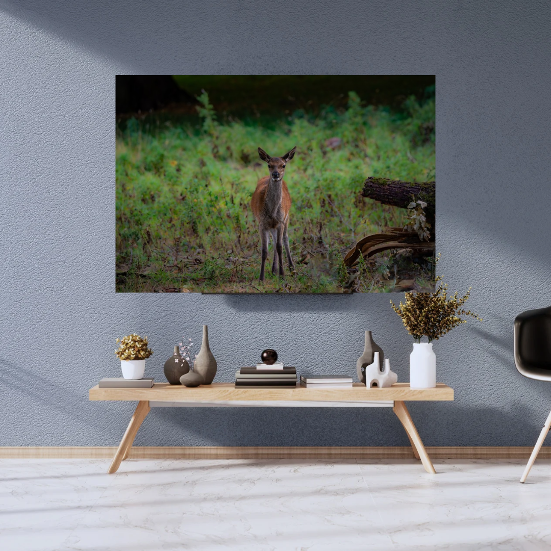 "Young Red Deer calf in Natural Habitat – Wildlife Photography limited edition Print"