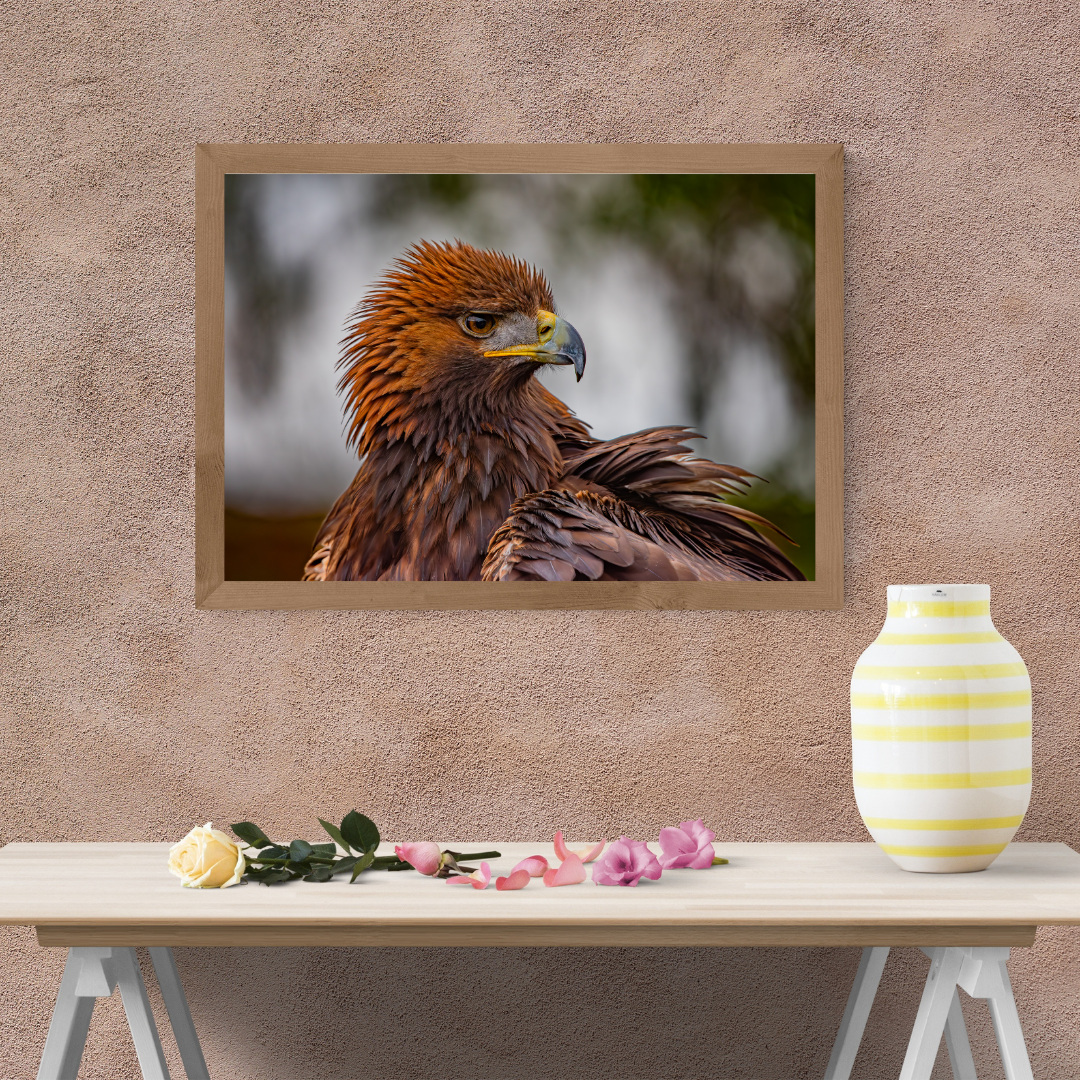 Golden Eagle Portrait Print – Majestic Wildlife Wall Art