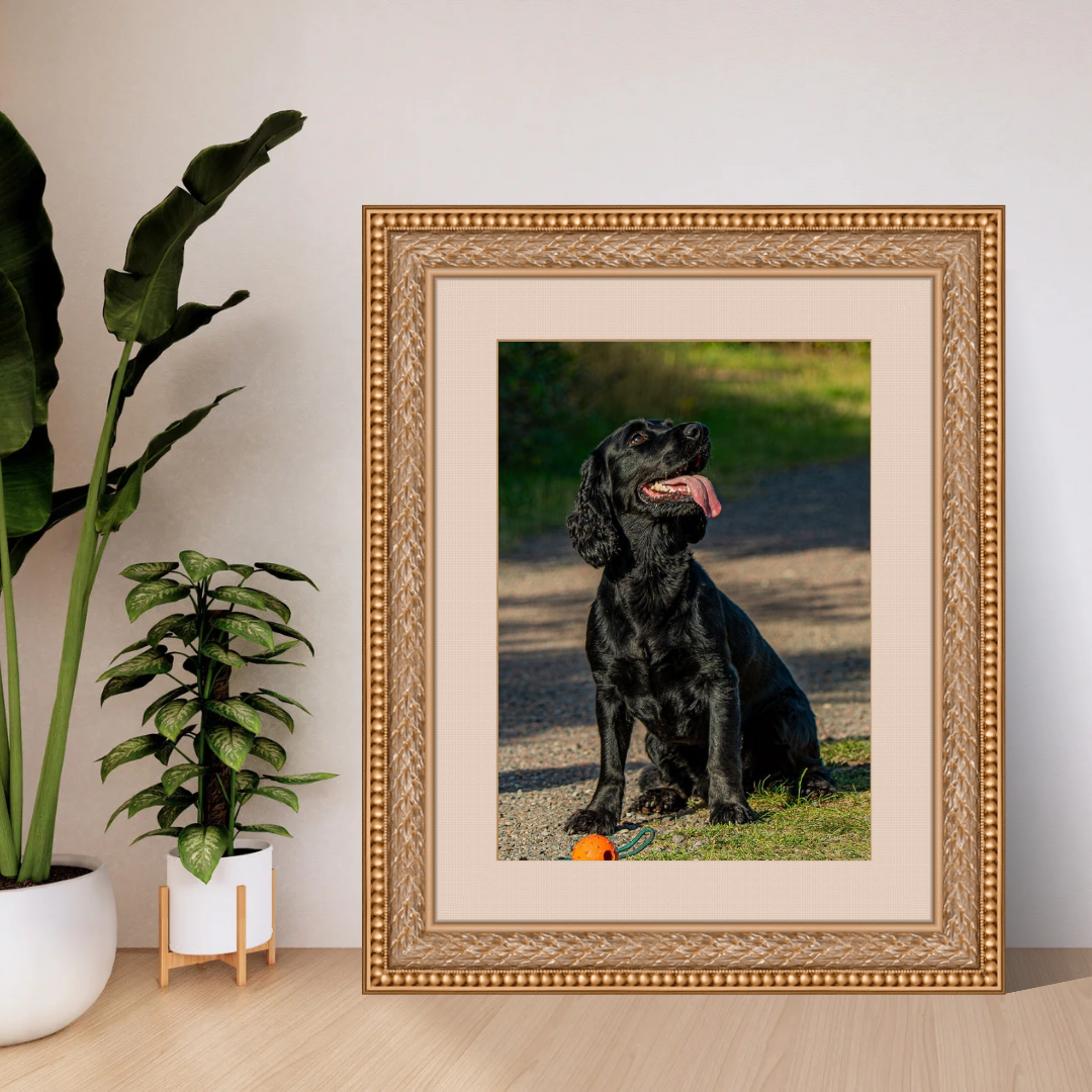 Springer Spaniel Wall Art Print – Dog Photography for Home Décor
