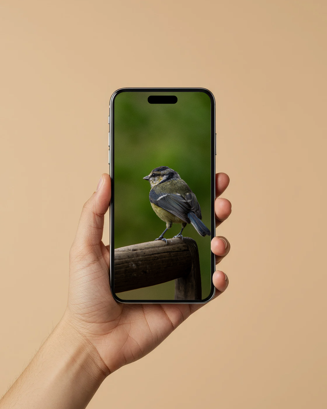 Blue Tit Bird - FREE Digital Download / I phone / Android - Screensaver.