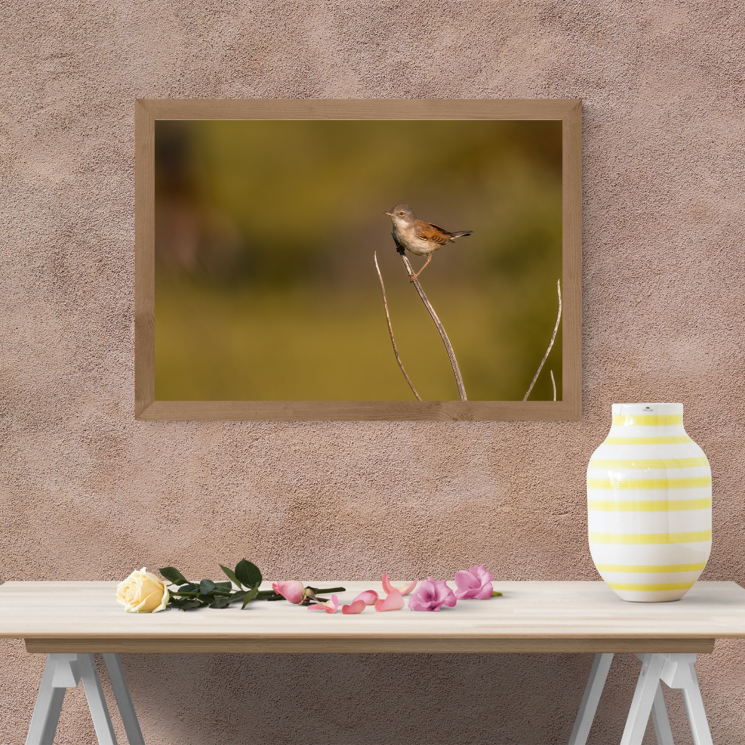Striking White throat in Golden Morning Mist – Nature Print
(Landscape)