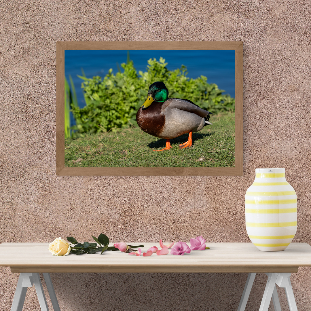 "Still Waters – Male Mallard Duck at the Edge"