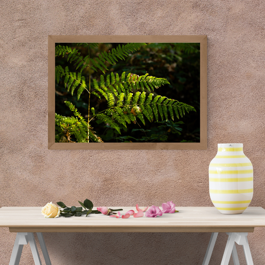 Tranquil Green Woodland Path fern – Nature Photography for Calm and Mindfulness.