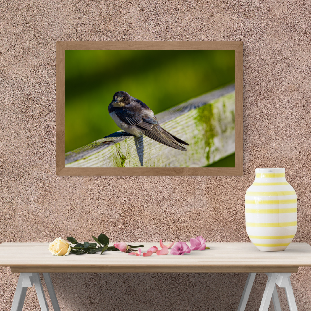 Swallow Photography Print – Countryside Wildlife Wall Art, Nature Photography for Bird Lovers