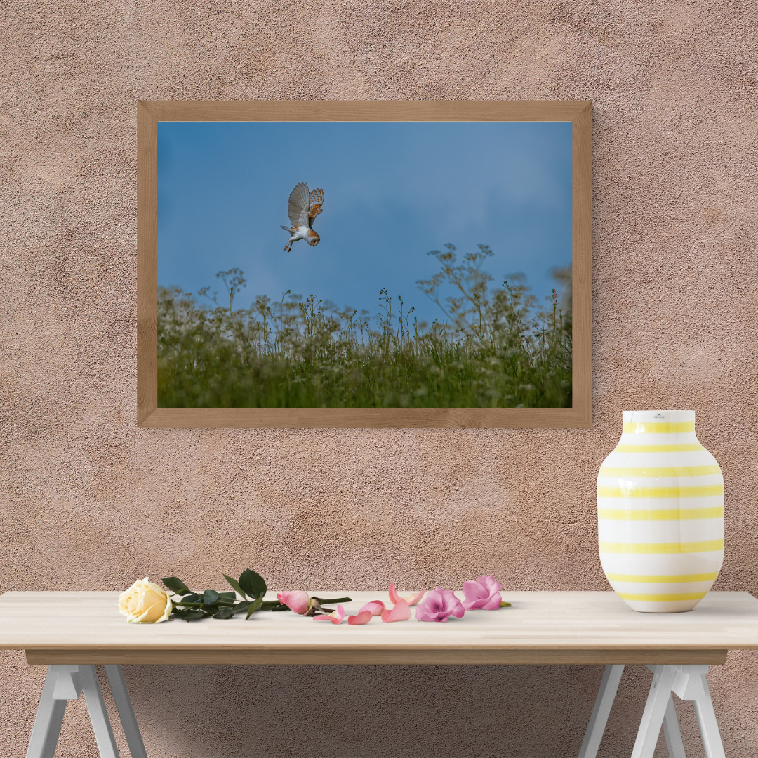 "Silent Flight" – Barn Owl Hunting in a Meadow of Wildflowers.