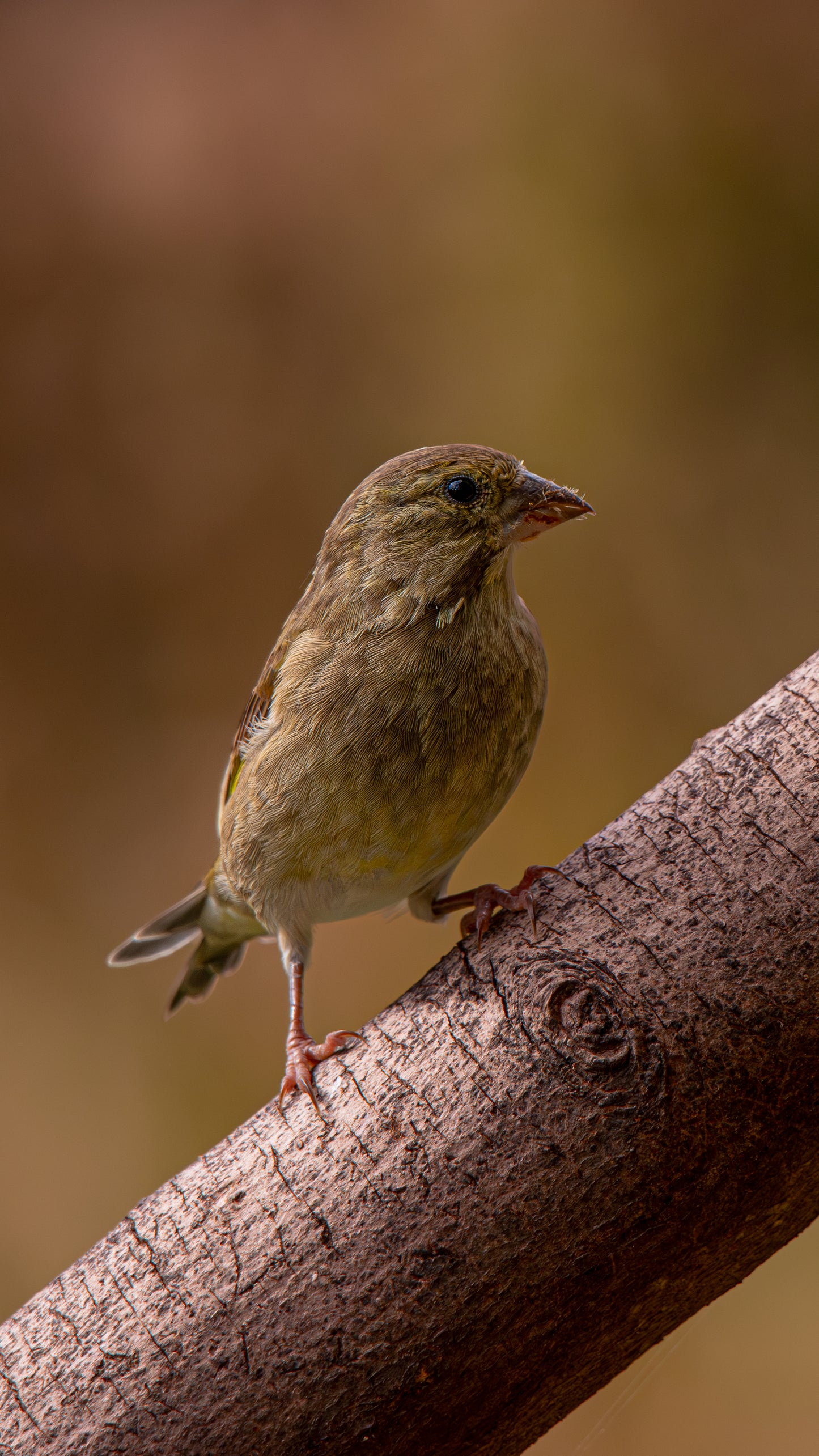 Female Green finch - FREE Digital Download / I phone / Android - Screensaver.