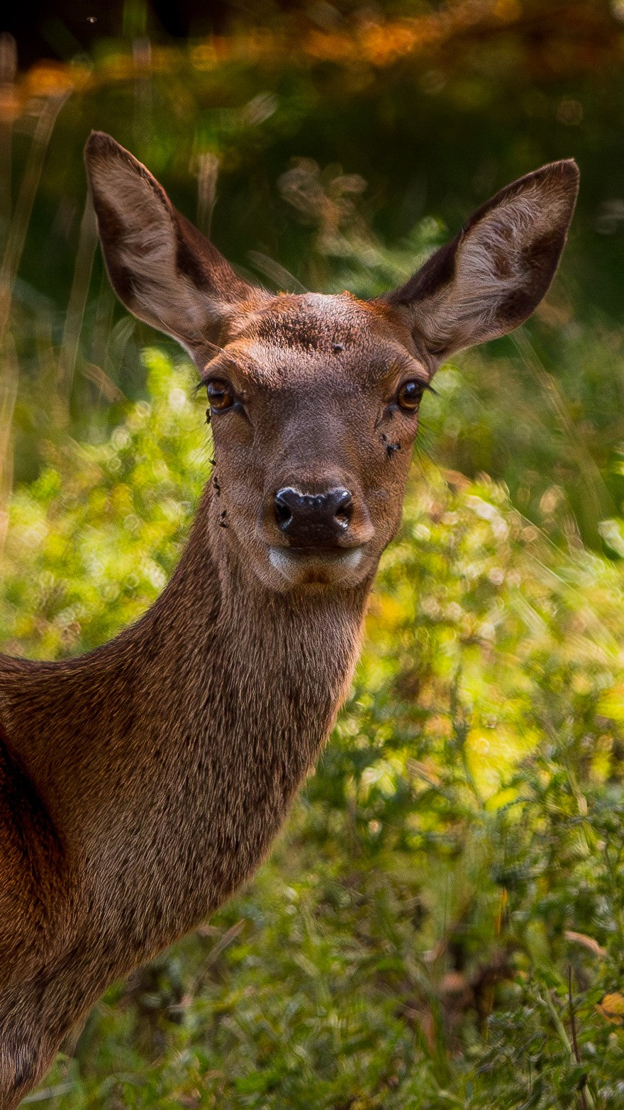 Female Red Deer - Digital Download / I phone / Android - Screensaver.