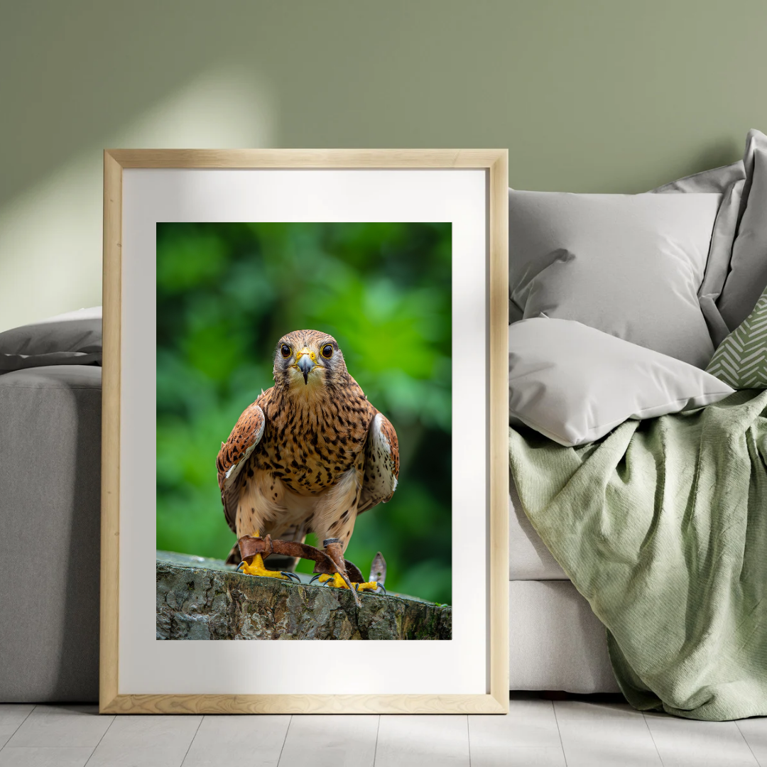 Beautiful Common Kestrel print.