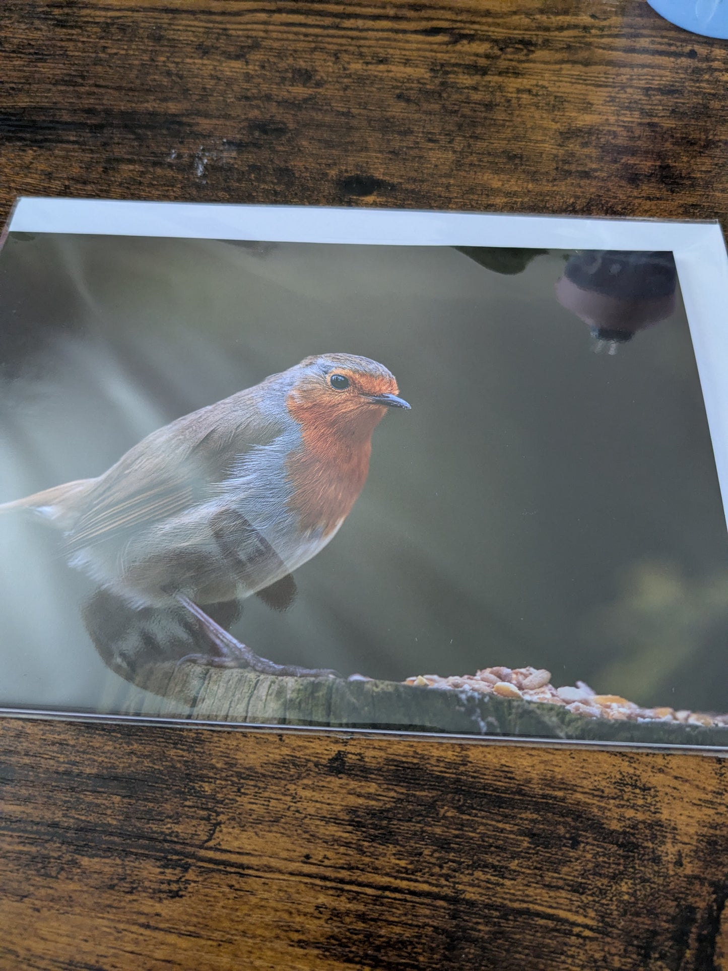 Robins rest/Nature and wildlife Magic – A5 Blank Greeting Card