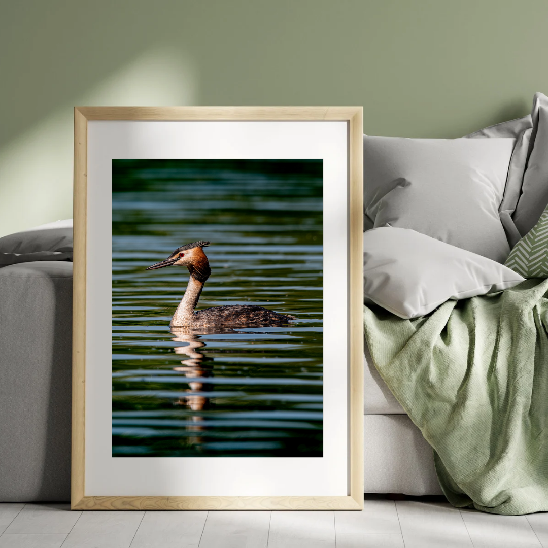 Grace of the Grebe – Tranquil Water Bird Print.