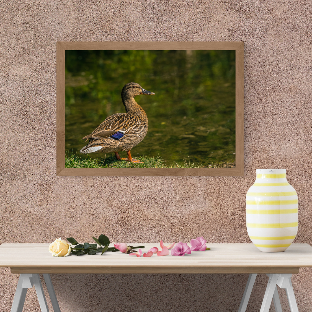 "Still Waters – Female Mallard Duck at the Edge"
