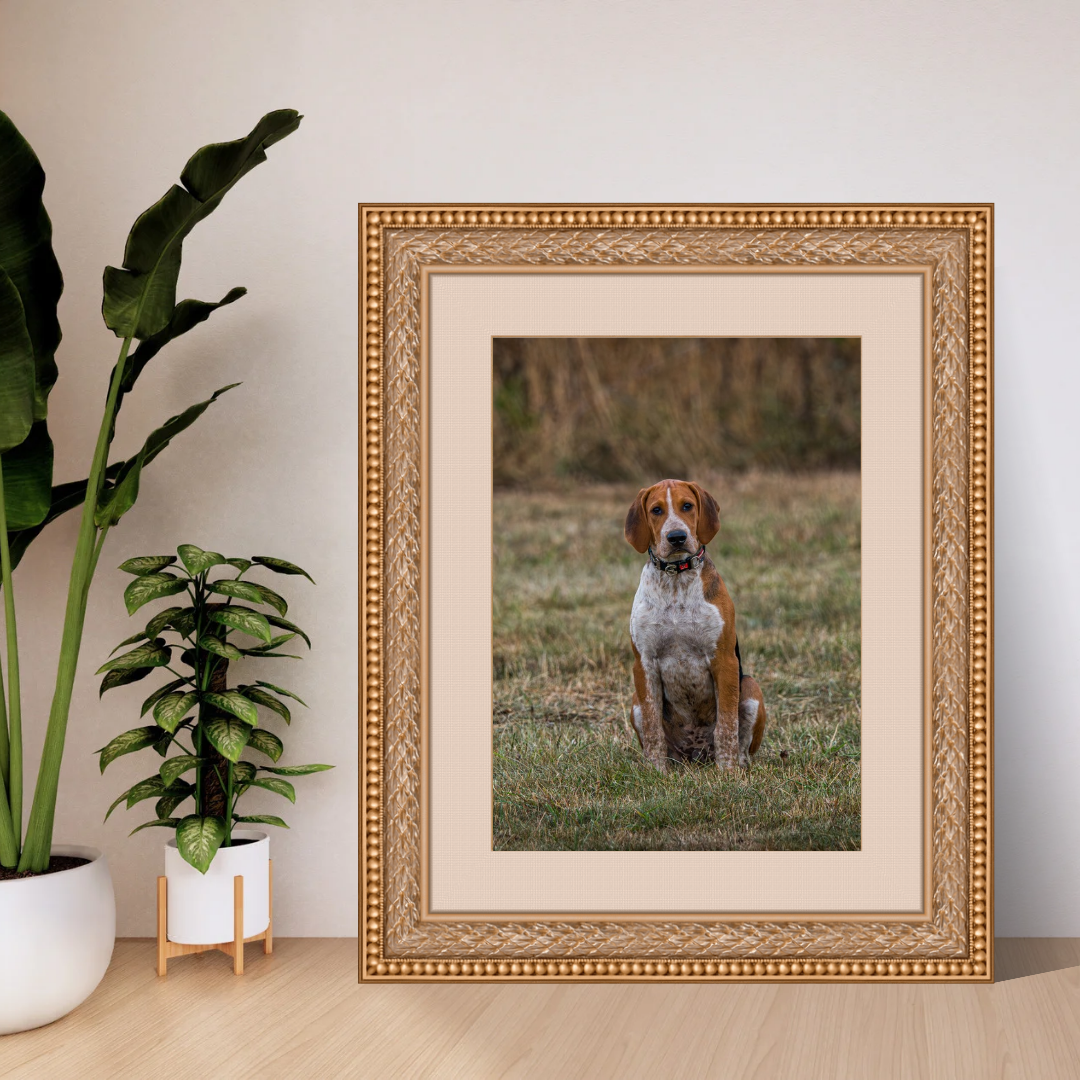 Hound Dog Portrait Print – Rustic Countryside Wall Art | Picture This Print