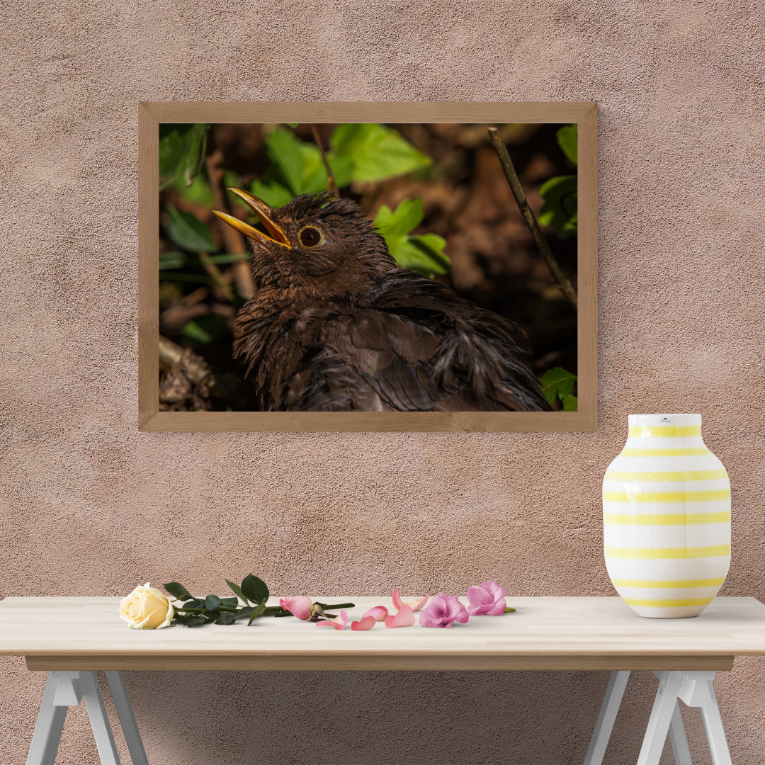 Blackbird Close-Up Wildlife Photography Print – Nature Wall Art