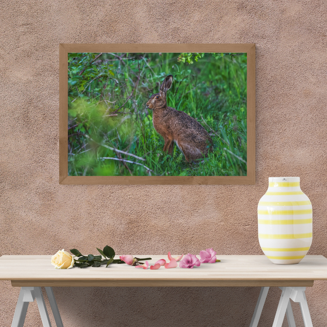 Wild Brown Hare (landscape).