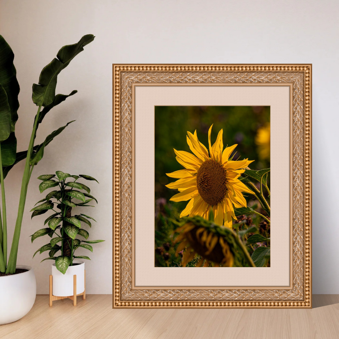Beautiful Sunflower Portrait – Vibrant Yellow Wall Art Print