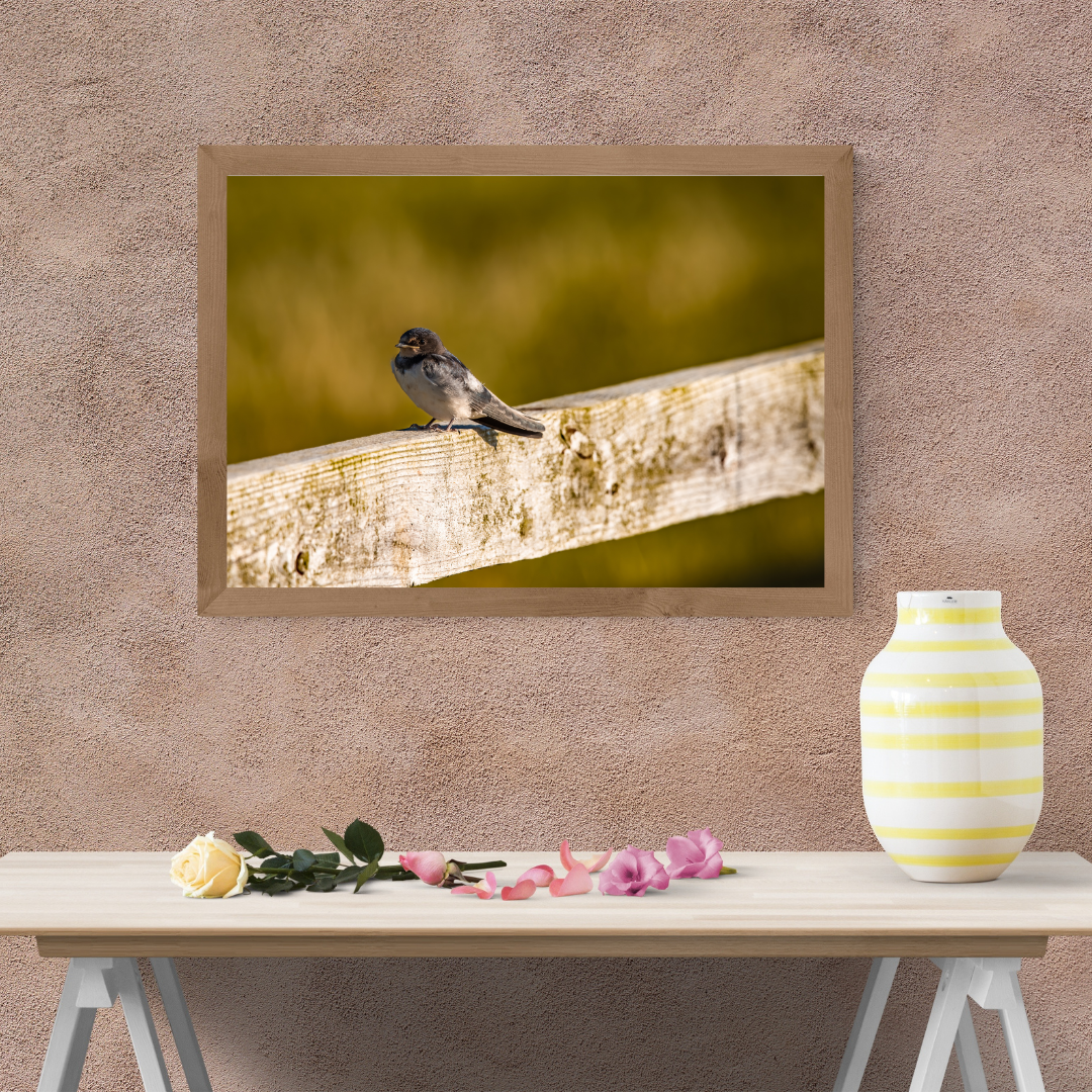 Barn Swallow Photography Print – Countryside Wildlife Wall Art, Nature Photography for Bird Lovers