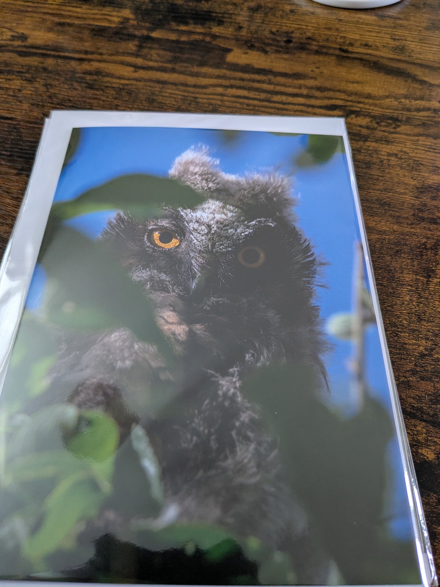 Golden gaze/Nature and wildlife Magic – A5 Blank Greeting Card