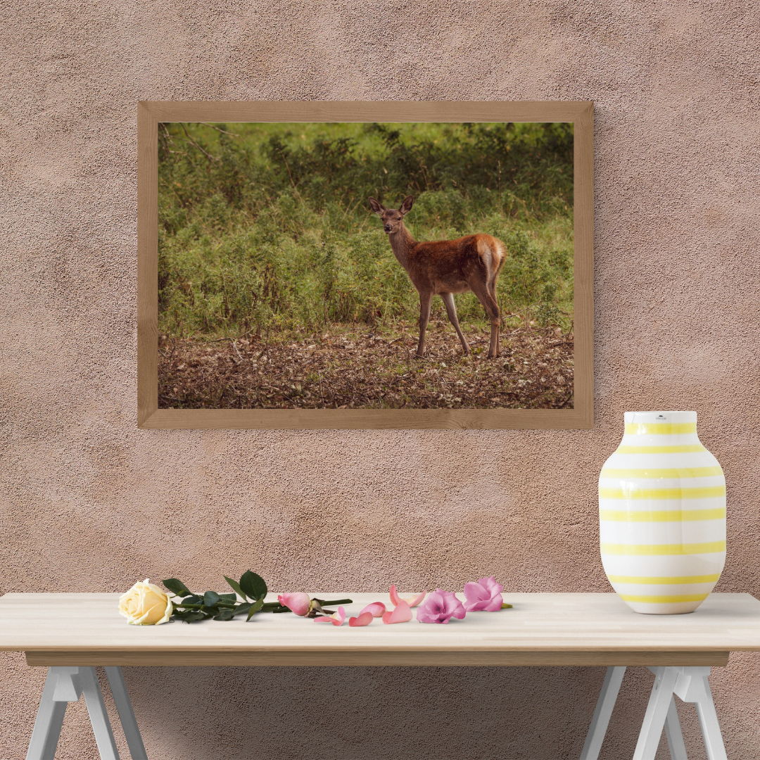 "Young Red Deer in Natural Habitat – Wildlife Photography Print"