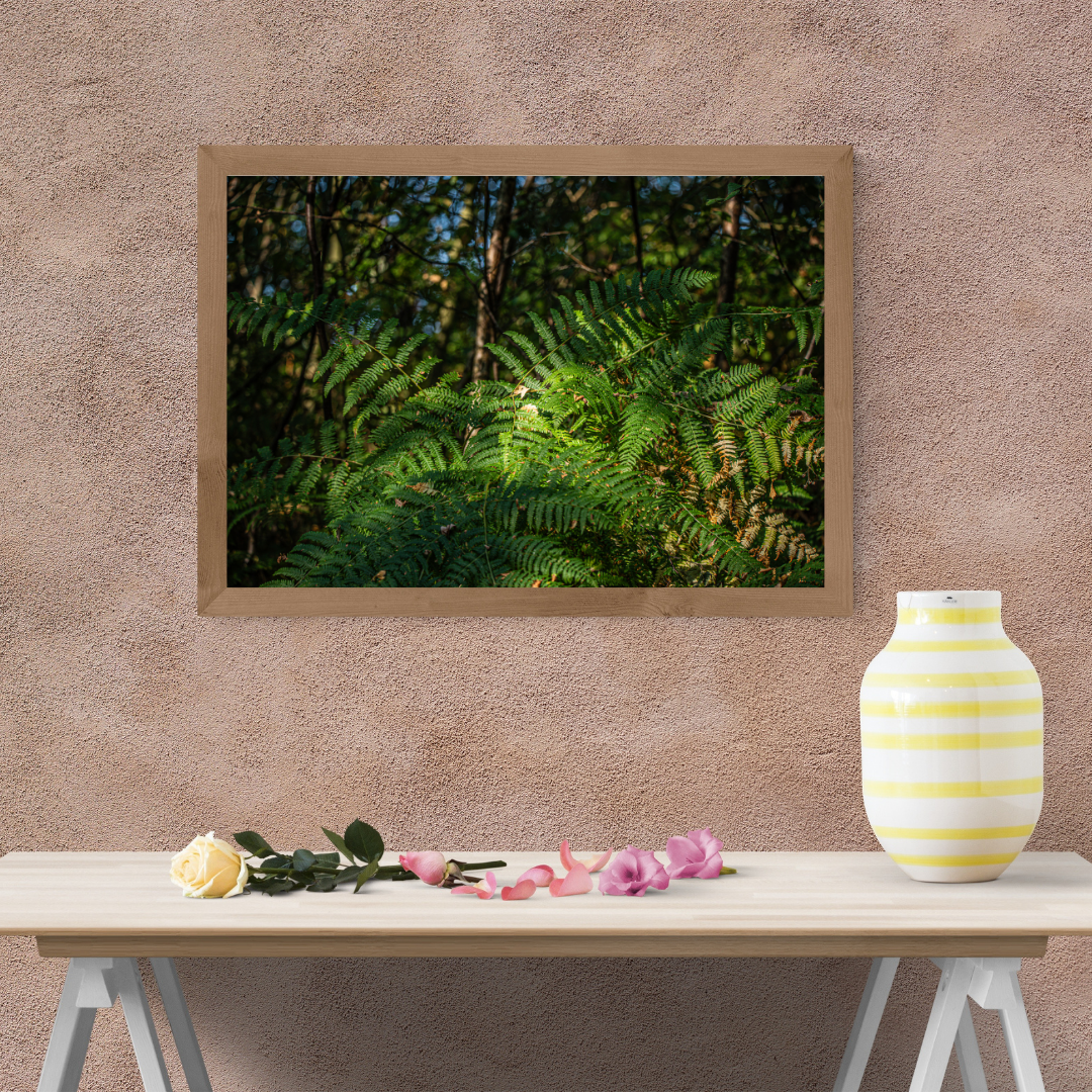 Tranquil Green Woodland Path fern – Nature Photography for Calm and Mindfulness.