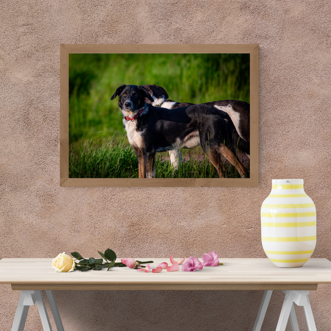 Border Collie portrait – Tranquil Countryside Moment